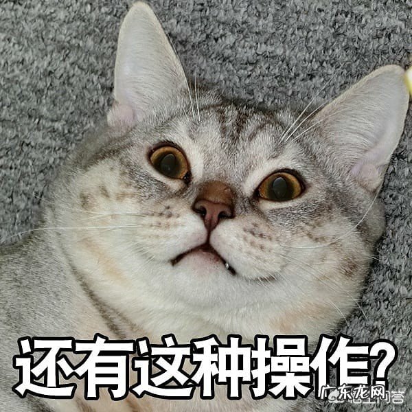 你的猫到底有多可爱呢?