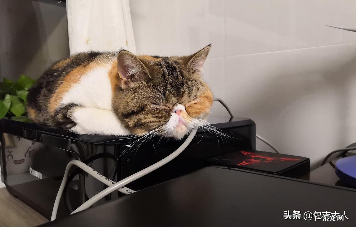 你的猫到底有多可爱呢?