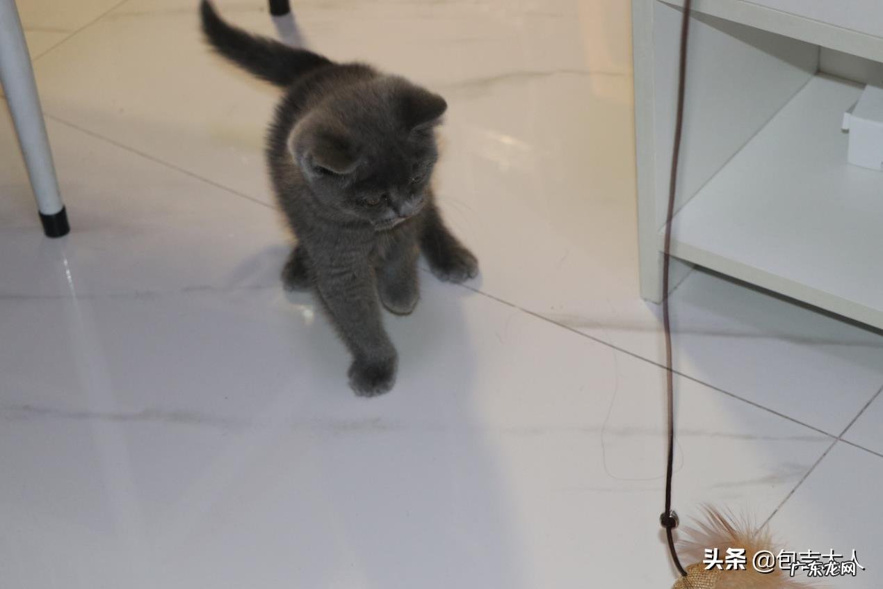 你的猫到底有多可爱呢？