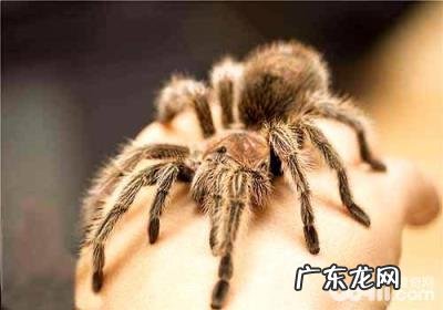 宠物蜘蛛有毒吗,宠物蜘蛛品种介绍