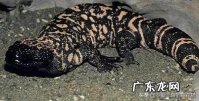 尼罗河巨蜥可以养吗,地球上十大凶残的巨蜥