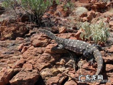 尼罗河巨蜥可以养吗,地球上十大凶残的巨蜥