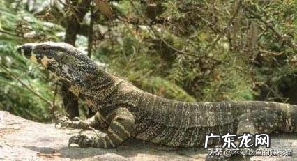尼罗河巨蜥可以养吗,地球上十大凶残的巨蜥