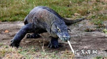 尼罗河巨蜥可以养吗,地球上十大凶残的巨蜥