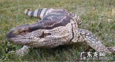 尼罗河巨蜥可以养吗,地球上十大凶残的巨蜥
