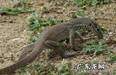 尼罗河巨蜥可以养吗,地球上十大凶残的巨蜥