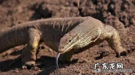 尼罗河巨蜥可以养吗,地球上十大凶残的巨蜥