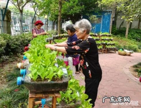 为什么有些中国老年人爱种花种草种菜?