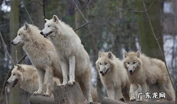 为什么老人说野外遇到狼,身上有把盐可以救自己?