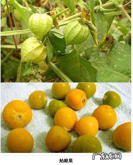 “姑娘果”到底有什么营养,有什么好处?