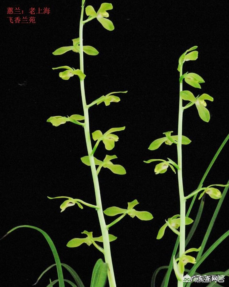 什么叫做绿蕙、在蕙兰中?