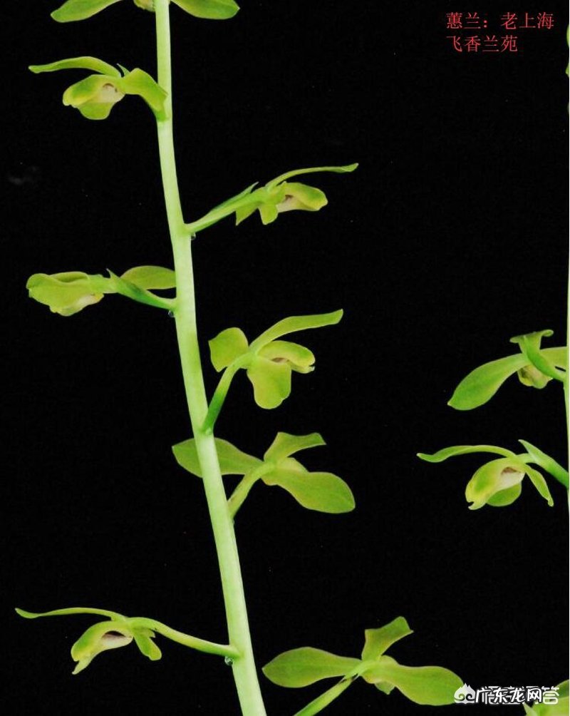 什么叫做绿蕙、在蕙兰中?