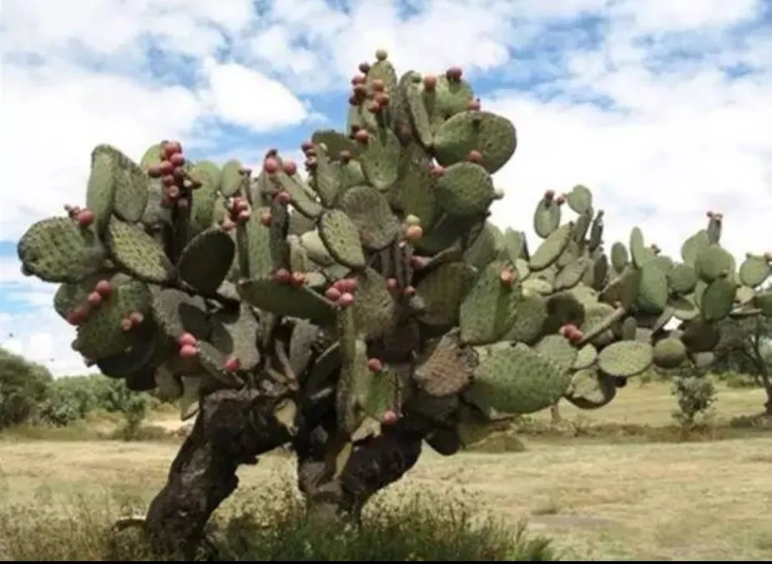 人为什么会晒黑？