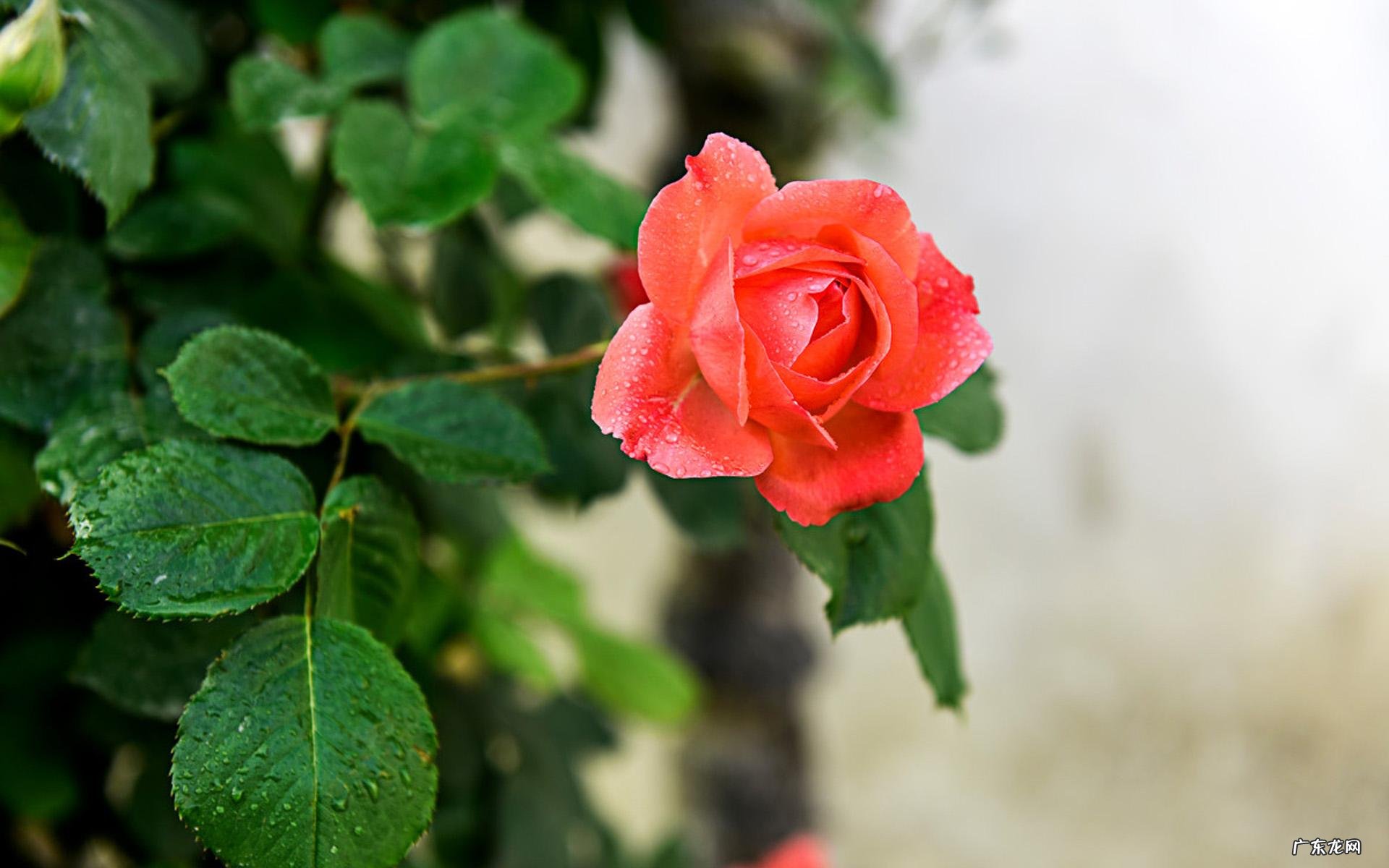 十二生肖责任感强吗?