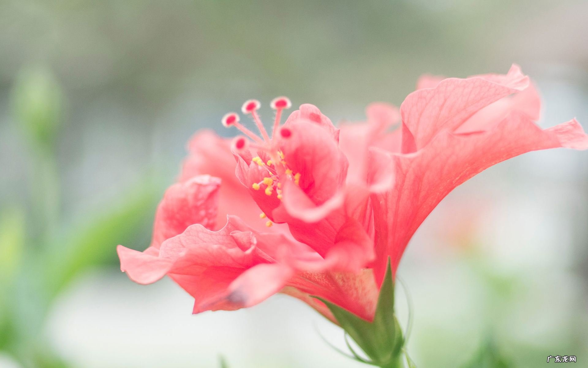 十二生肖责任感强吗?