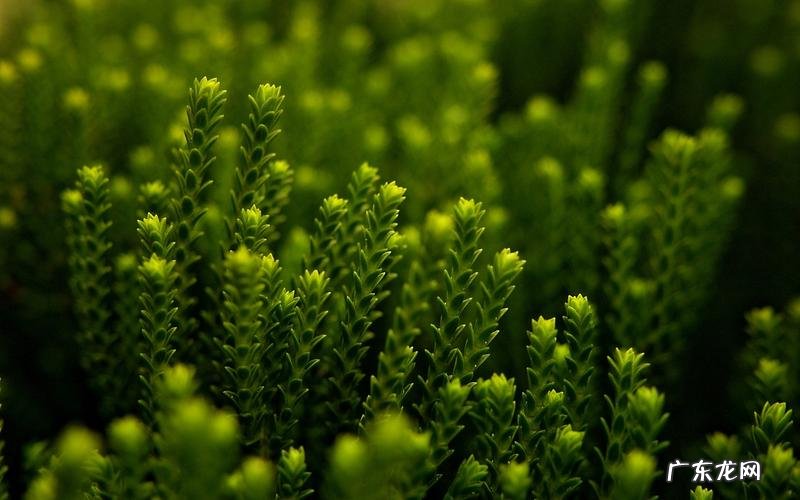 十二生肖责任感强吗?