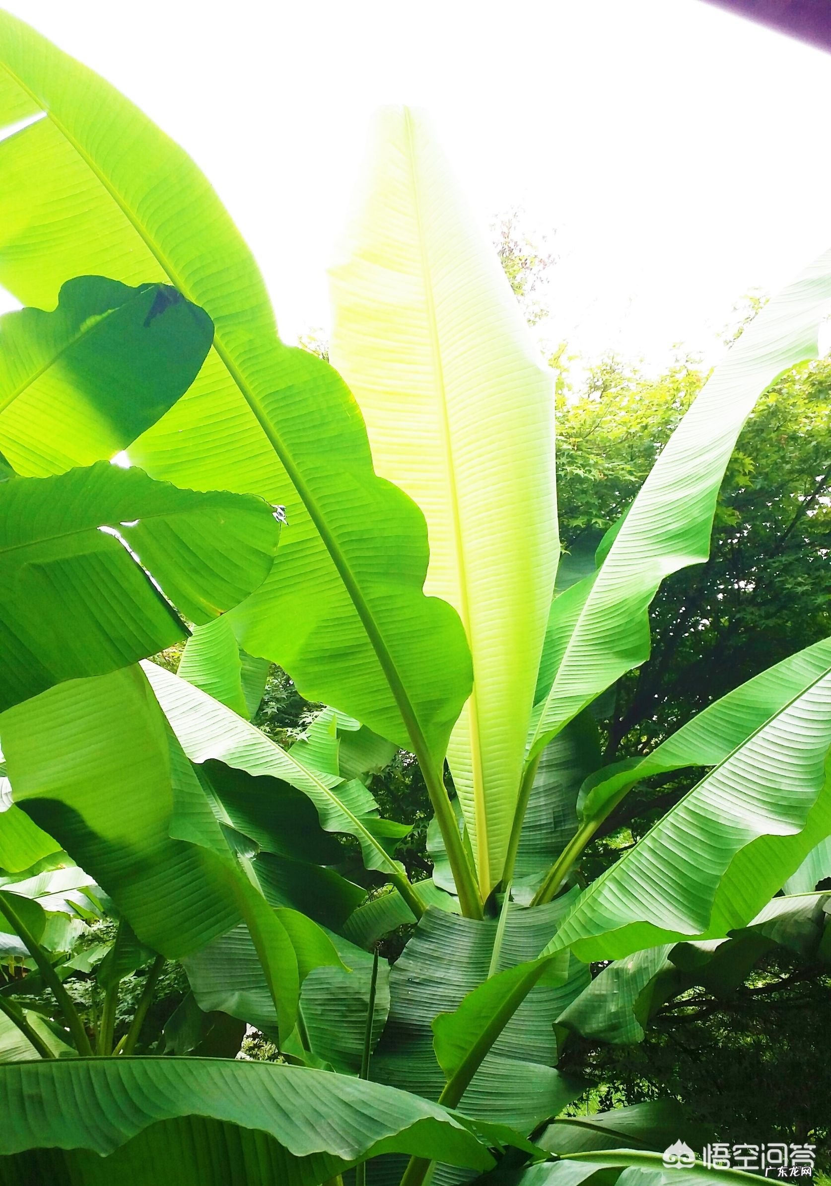 什么是现代诗歌?