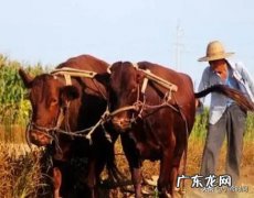 农村老人说：立秋之后会有十八只秋老虎，为啥是十八只呢？今年有秋老虎吗？