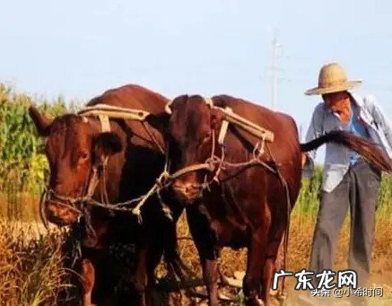 农村老人说：立秋之后会有十八只秋老虎，为啥是十八只呢？今年有秋老虎吗？