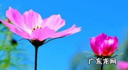 形容满屋花香的心情说说 形容满屋花香的心情说说简短