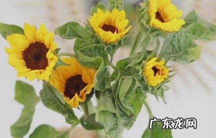 向日葵鲜切花深水养还是浅水养 向日葵鲜切花深水养还是浅水养好看