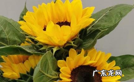 向日葵鲜切花深水养还是浅水养 向日葵鲜切花深水养还是浅水养好看