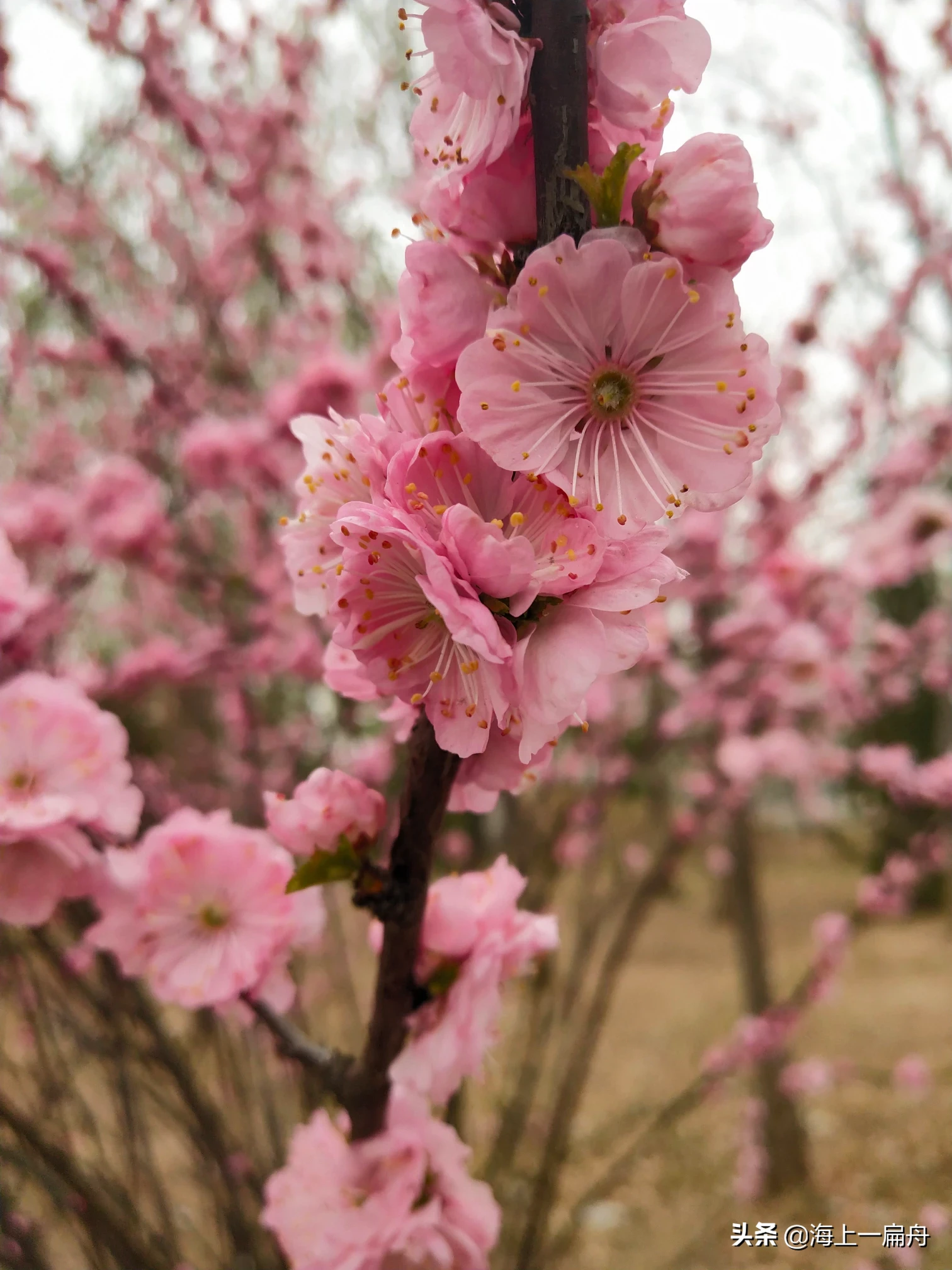 内敛的男生很细心照顾女生,但后来说只是普通朋友,什么意思?