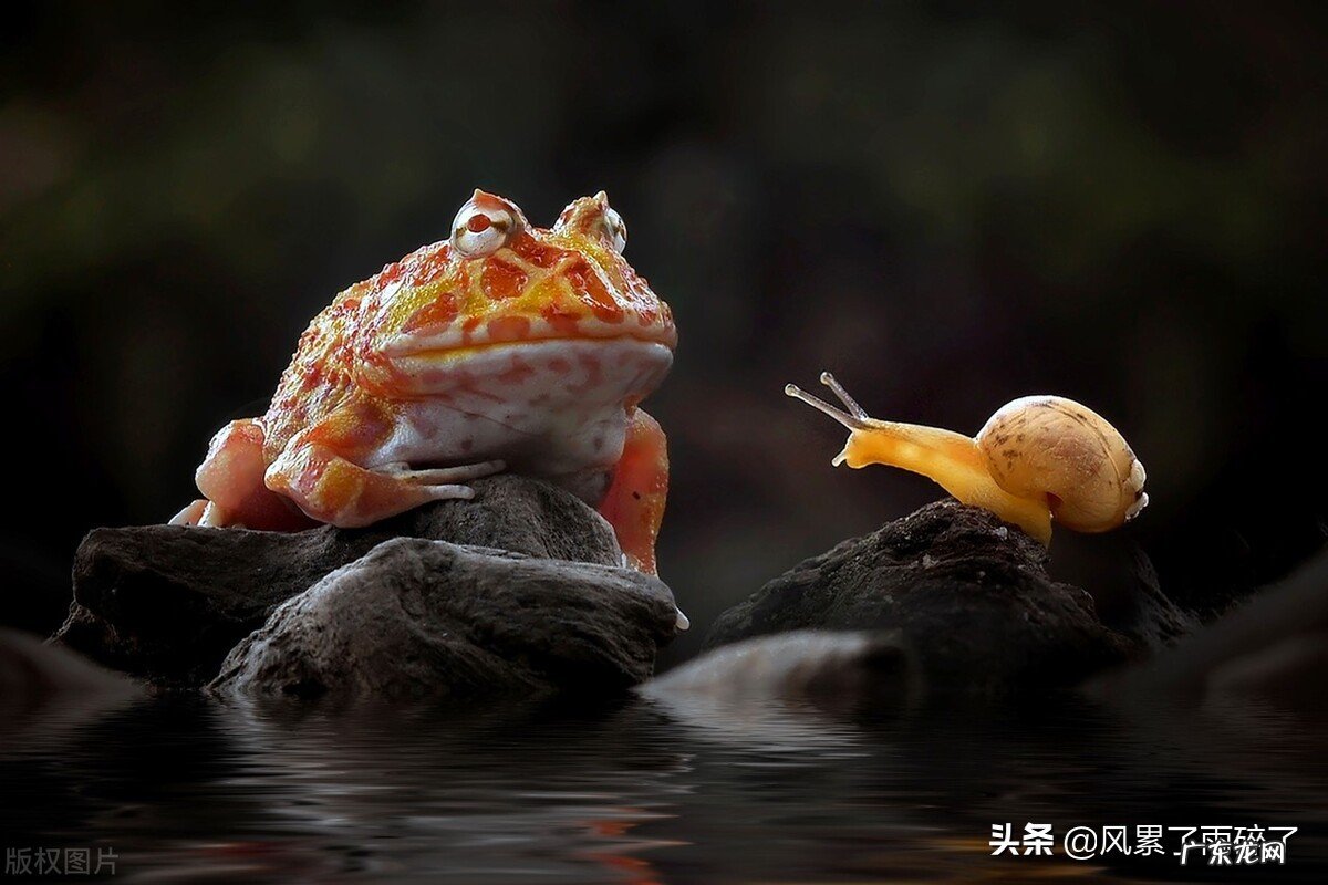 俗语说“蛤蟆蝌蚪躲端午,癞蛤蟆躲不过五月五”啥意思?为何要躲?