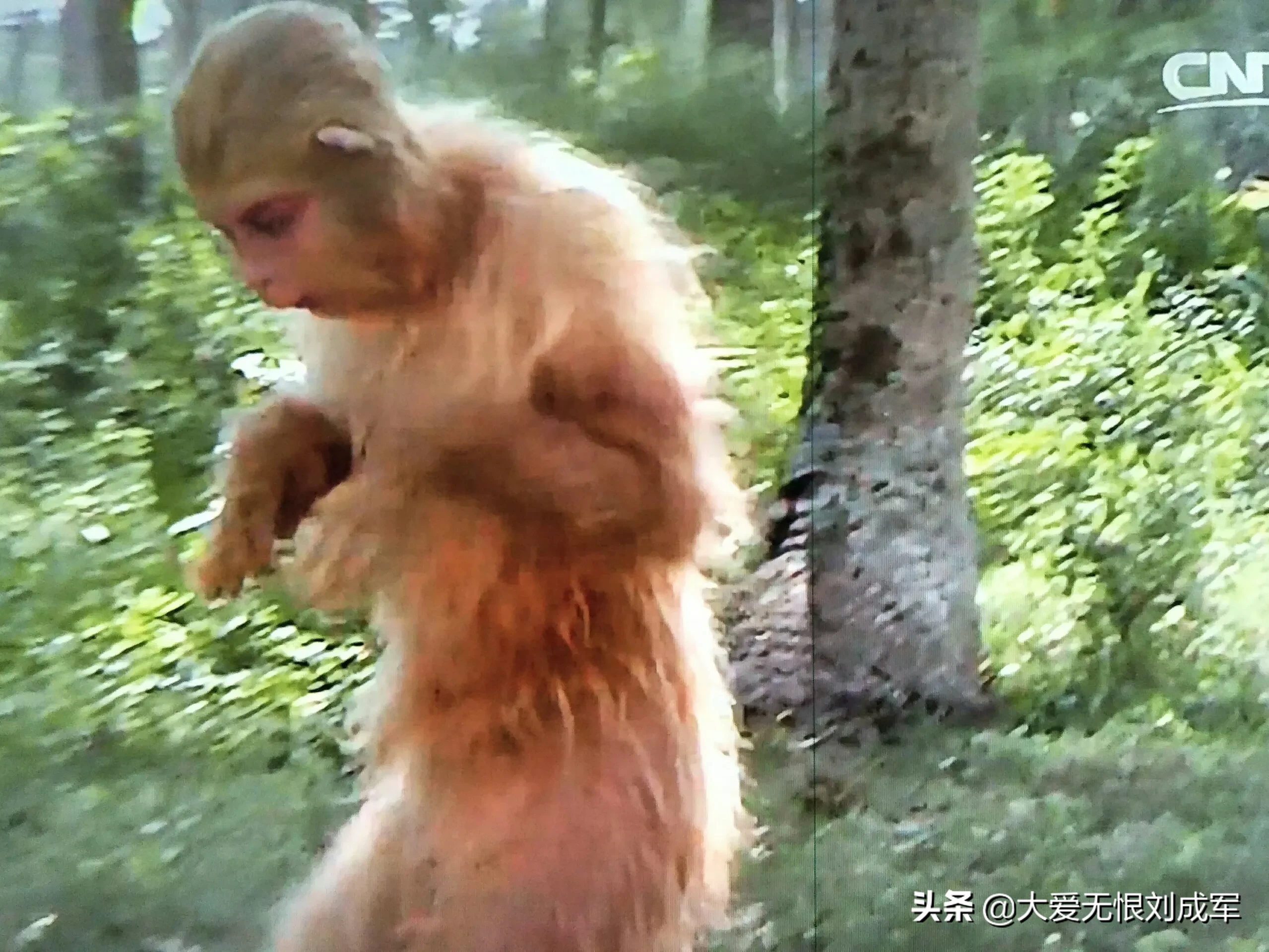 为何“真假美猴王”后,悟空不再寻求观音的帮助,也不再叫呆子?