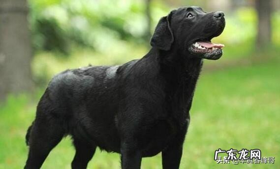 十二星座的专属宠物是哪些?