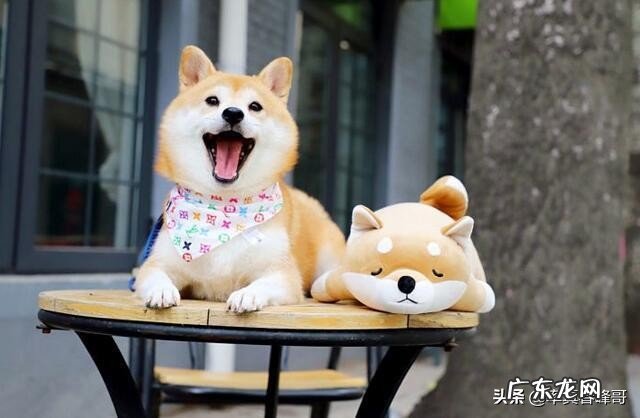 十二星座的专属宠物是哪些?