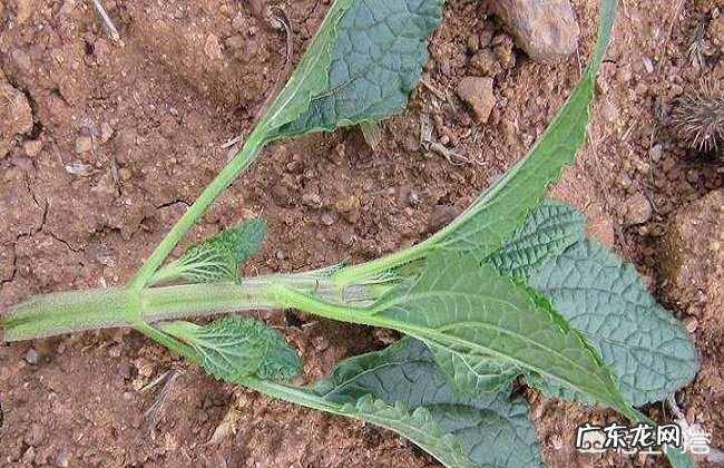 农村田地常见害草,长得很像蛤蟆皮,为啥老农说这草是个“宝”?