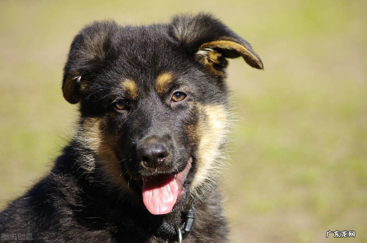 十二生肖爱晒幸福吗?