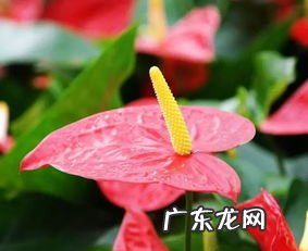 红掌怎么育苗视频 红掌分株繁殖方法视频