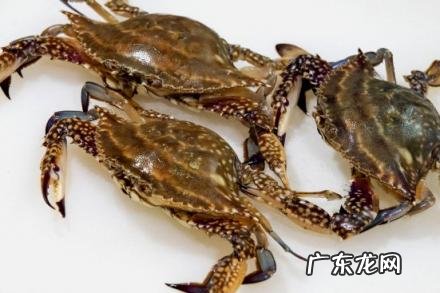 吃螃蟹的注意事项 梭子蟹黄多还是大闸蟹黄多