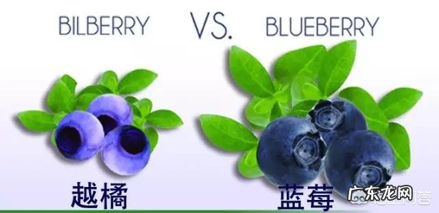 儿童护眼防控近视吃什么食品营养元素高?