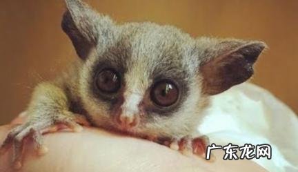 三有动物指的是哪三有 三有动物是哪三有