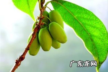 桂花会结果吗长什么样 桂花为什么会结果呢