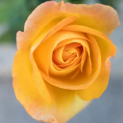 人生真谛是在怎样的条件下才能领悟的?