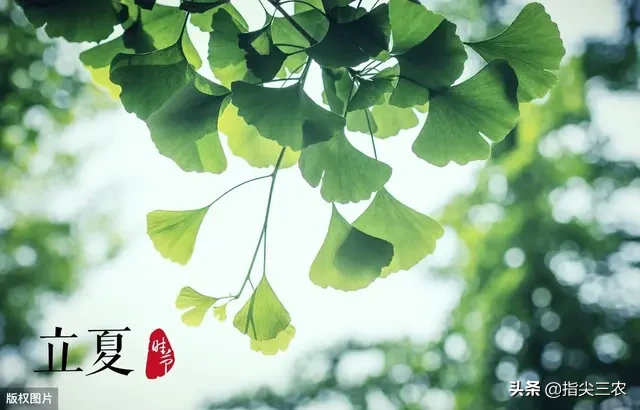 农村俗语“立夏不下，小满不满，芒种不管”是什么意思？