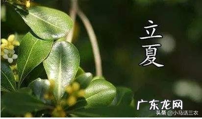 农村俗语“立夏不下，小满不满，芒种不管”是什么意思？