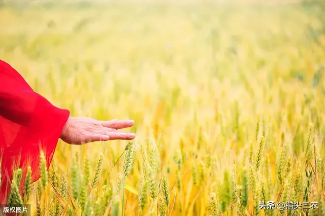 农村俗语“立夏不下，小满不满，芒种不管”是什么意思？