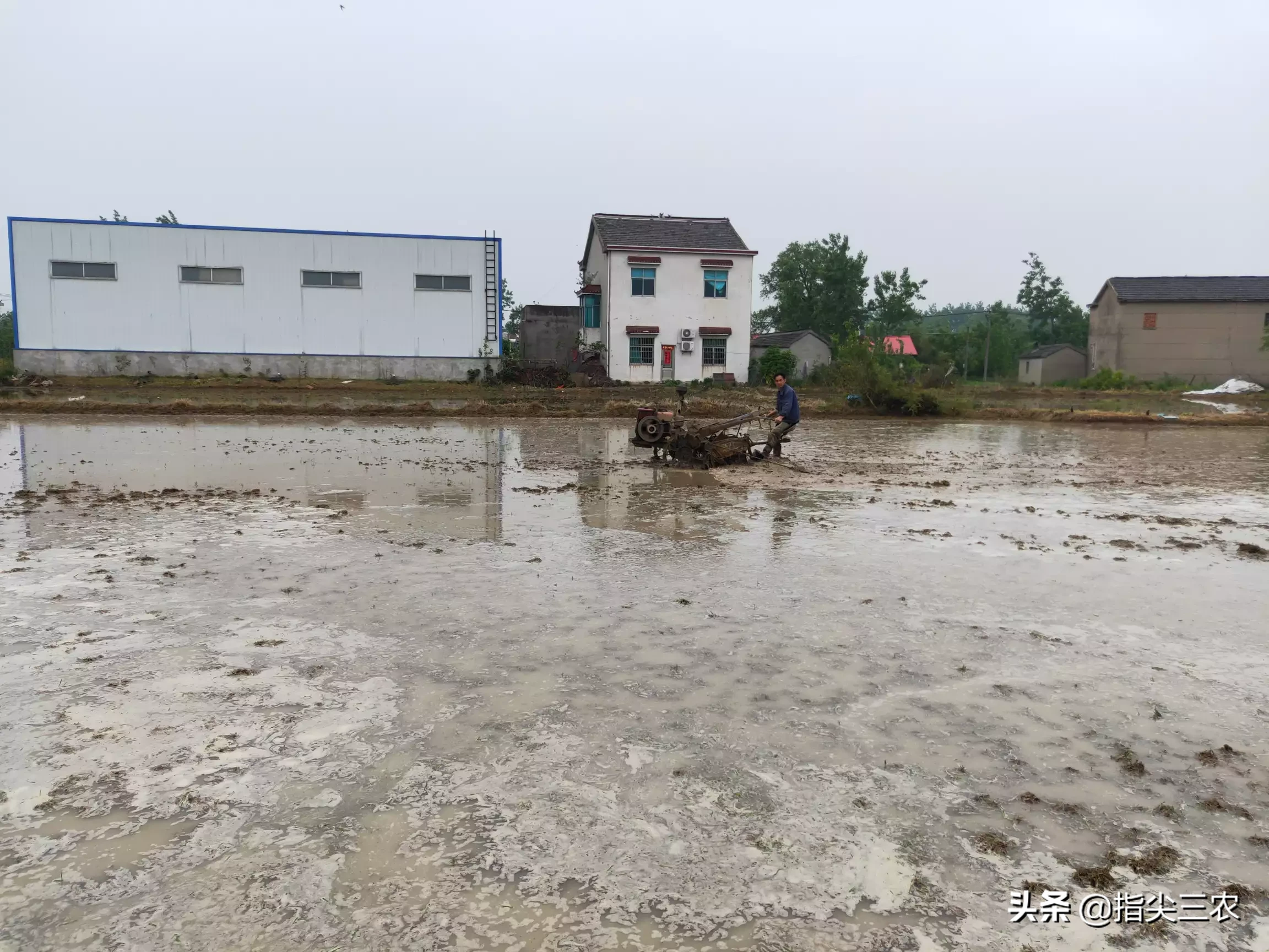 农村俗语“立夏不下，小满不满，芒种不管”是什么意思？