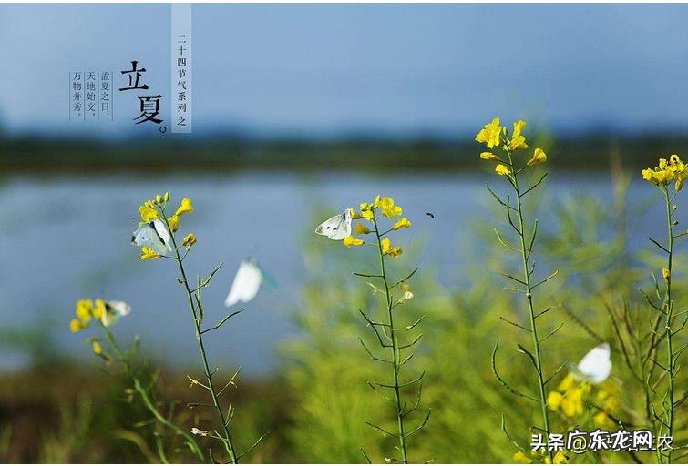 农村俗语“立夏不下，小满不满，芒种不管”是什么意思？