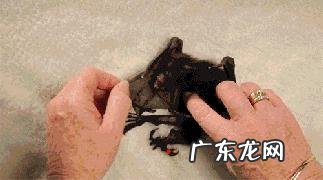 动物界没有动物医生,他们的伤口或病毒感染是怎么好的?尤其是病毒?