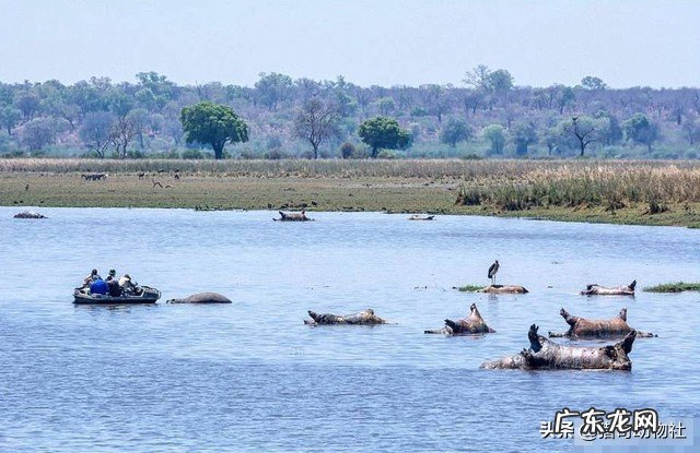 动物界没有动物医生,他们的伤口或病毒感染是怎么好的?尤其是病毒?