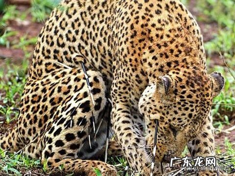 动物界没有动物医生,他们的伤口或病毒感染是怎么好的?尤其是病毒?