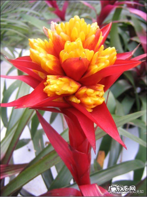 凤梨花的价格怎样?凤梨花有哪些作用?