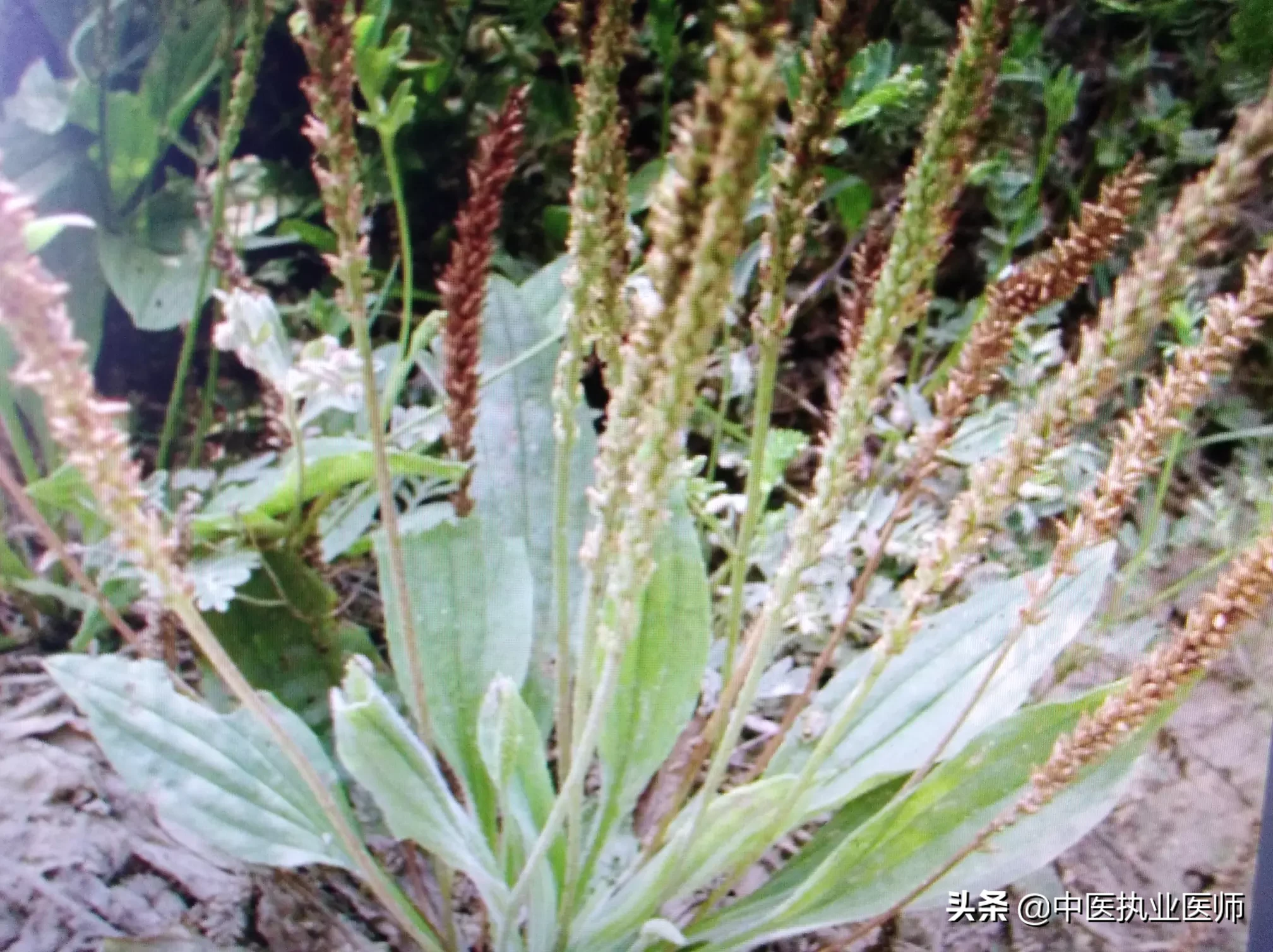 农村常见的车前草能吃吗?还有啥用处?