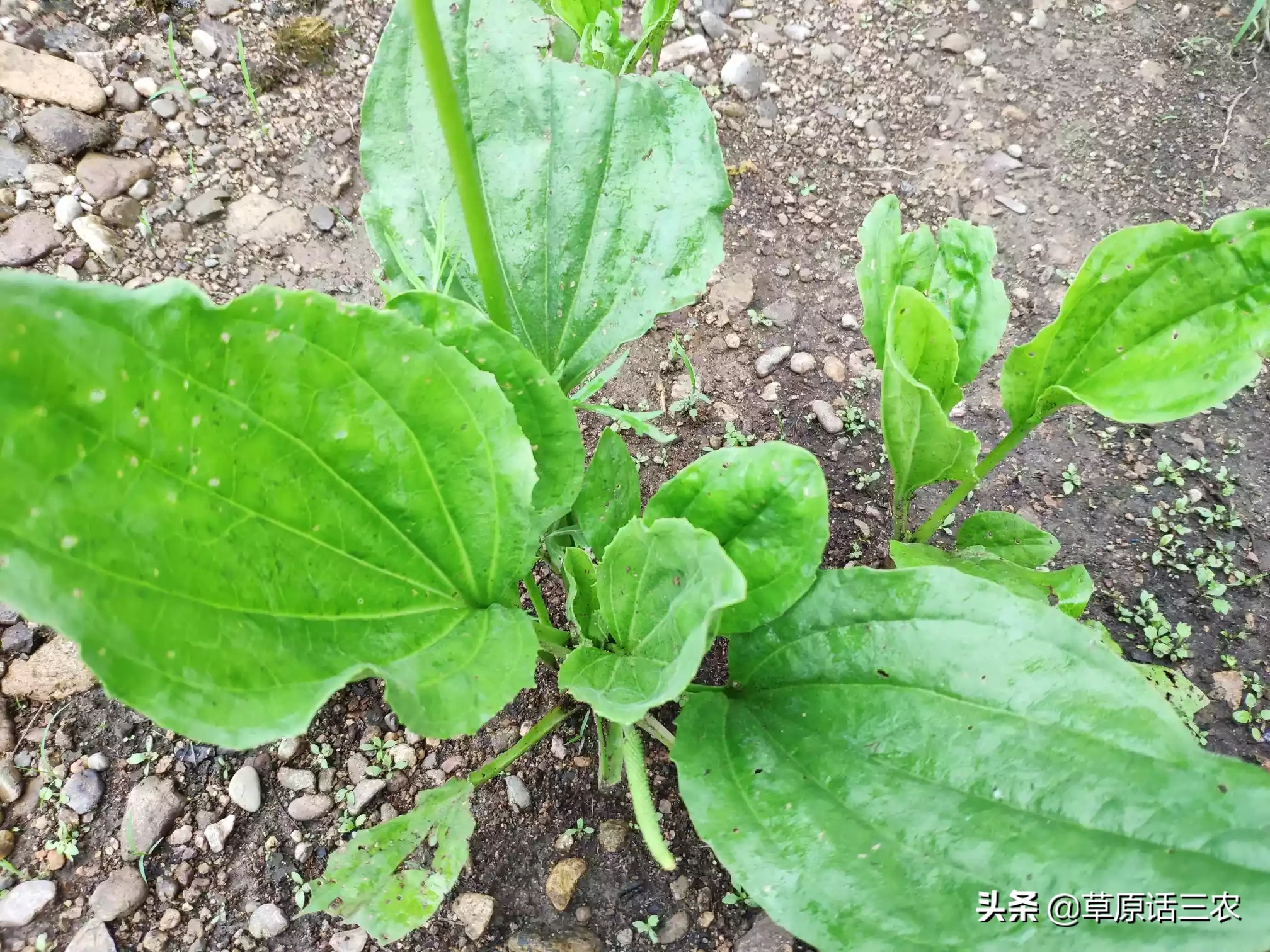 农村常见的车前草能吃吗?还有啥用处?